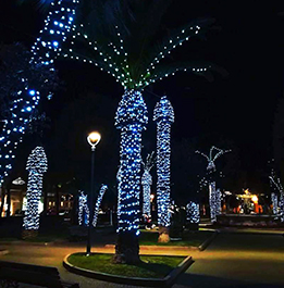 luminarie luci addobbi alberi palme giardino parco